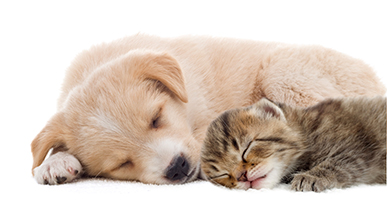 Productos Veterinarios Productos Veterinarios