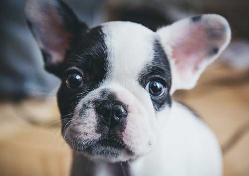 VETERINARIA VETERINARIA