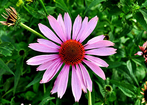 Medicina natural Medicina natural